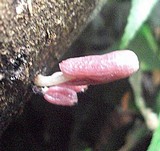 Coprinopsis clastophylla image
