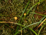 Rickenella fibula image