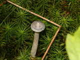 Cantharellula umbonata image
