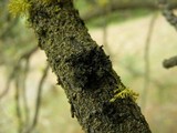 Kaernefeltia merrillii image