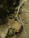 Dermatocarpon reticulatum image