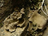 Dermatocarpon reticulatum image