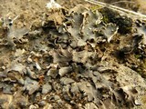 Peltigera rufescens image