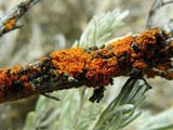 Xanthoria polycarpa image