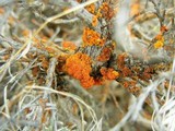 Xanthoria polycarpa image