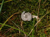Cantharellula umbonata image