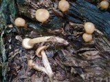 Kuehneromyces marginellus image