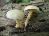 Kuehneromyces marginellus image