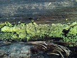 Ceratiomyxa fruticulosa var. fruticulosa image