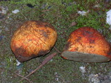 Rhizopogon ochraceorubens image