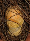 Amanita persicina image