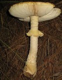 Amanita persicina image