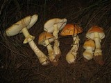 Amanita persicina image