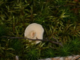Cantharellula umbonata image