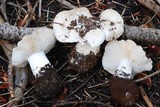 Tricholoma vernaticum image
