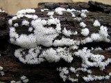 Ceratiomyxa fruticulosa var. fruticulosa image