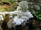 Ceratiomyxa fruticulosa var. fruticulosa image