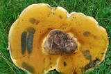 Boletus rubripes image