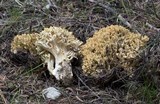 Ramaria rasilispora var. rasilispora image