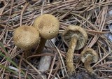 Inocybe lacera image