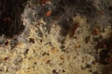 Athelia decipiens image