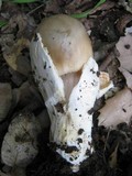 Amanita sect. Vaginatae image