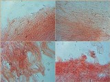Amanita sect. Vaginatae image
