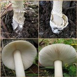 Amanita sect. Vaginatae image