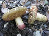 Boletus queletii image