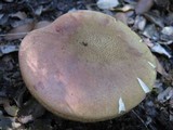 Boletus queletii image