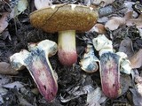 Boletus queletii image