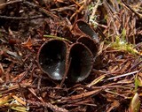 Plectania melastoma image