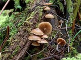 Kuehneromyces lignicola image