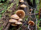 Kuehneromyces lignicola image