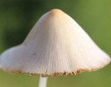 Conocybe apala image