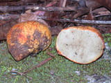Rhizopogon ochraceorubens image