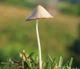 Conocybe apala image