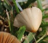 Conocybe apala image
