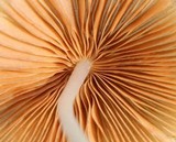 Conocybe apala image