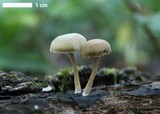 Simocybe centunculus var. centunculus image