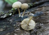 Simocybe centunculus var. centunculus image