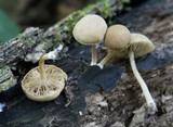 Simocybe centunculus var. centunculus image