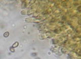 Simocybe centunculus var. centunculus image