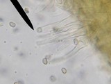Simocybe centunculus var. centunculus image