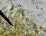 Simocybe centunculus var. centunculus image
