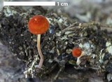 Marasmius sullivantii image