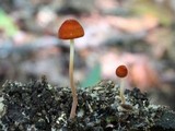 Marasmius sullivantii image