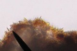Marasmius sullivantii image