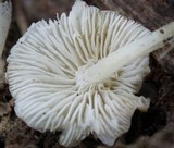 Hemimycena cucullata image