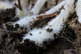 Hemimycena cucullata image